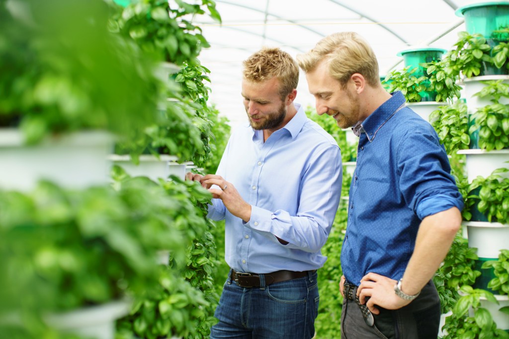 Saturn Bioponics CEO and CTO inspecting basil towers on a commercial client farm